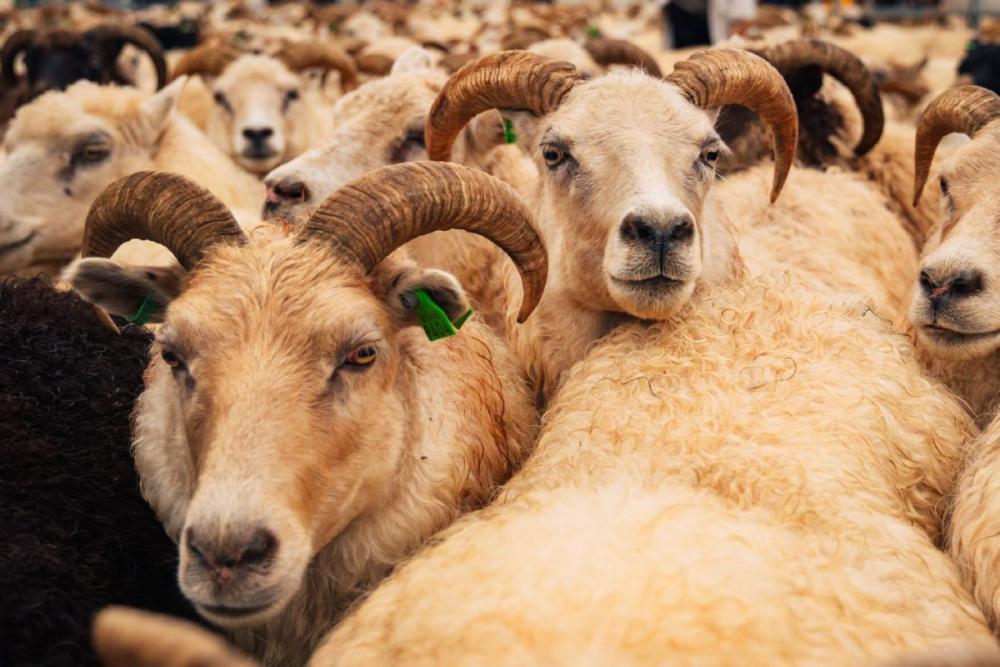 Mouton islandais