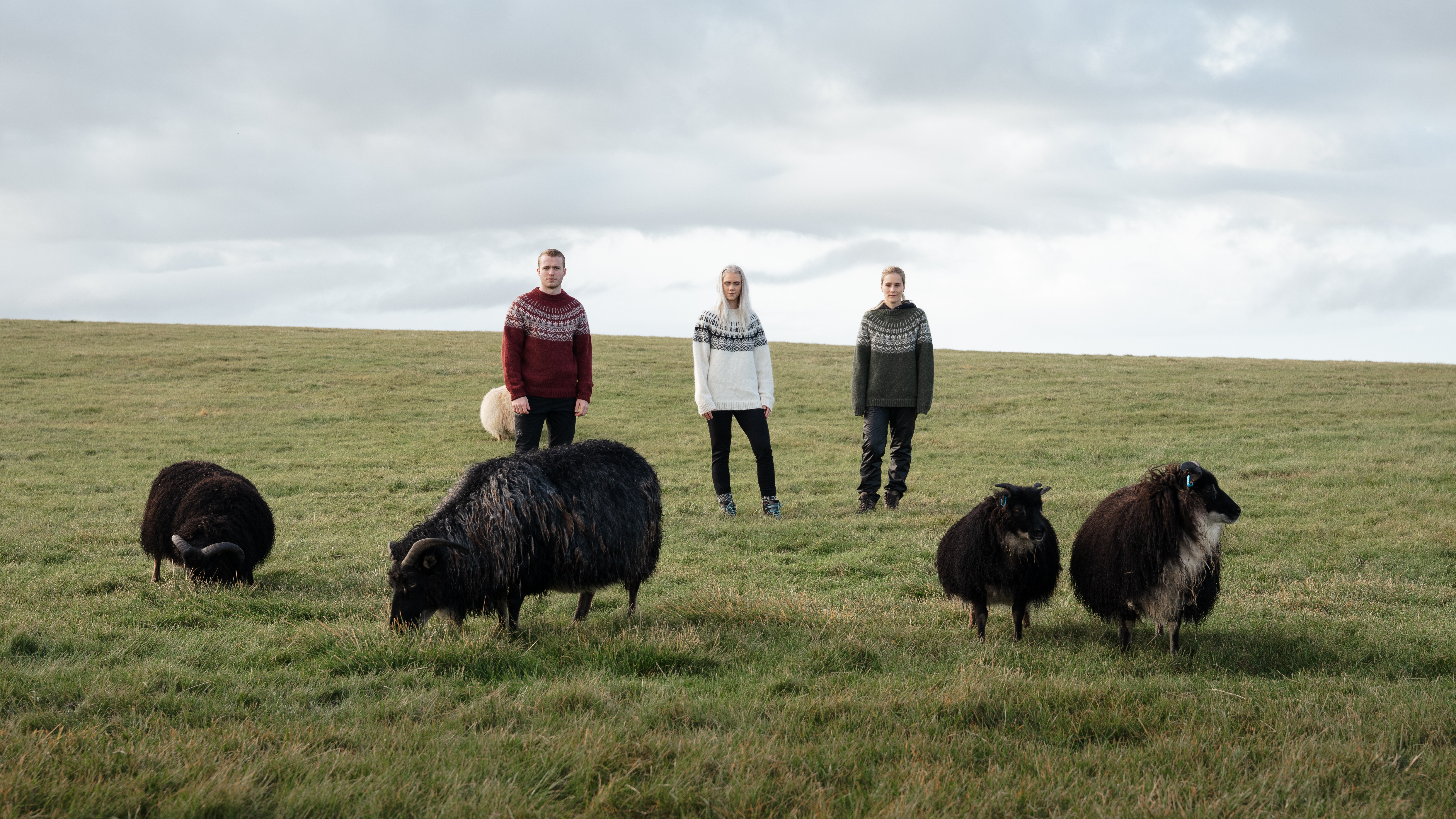 people and sheep on the field