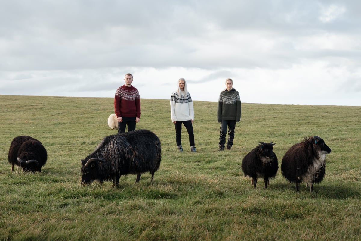 people and sheep on the field