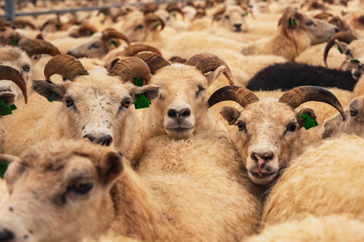 lot of sheeps