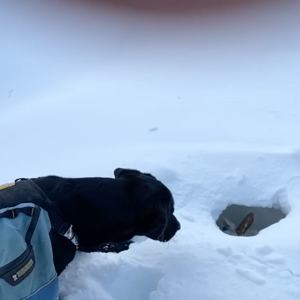 dog and the sheep in lot of snow