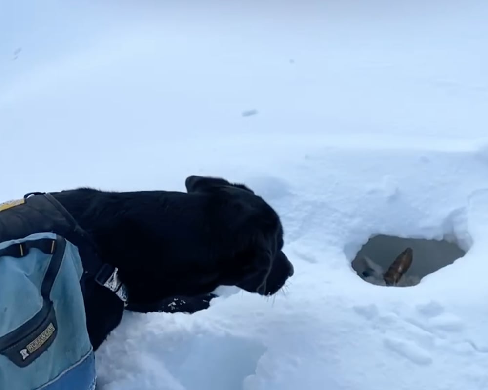 dog and the sheep in lot of snow