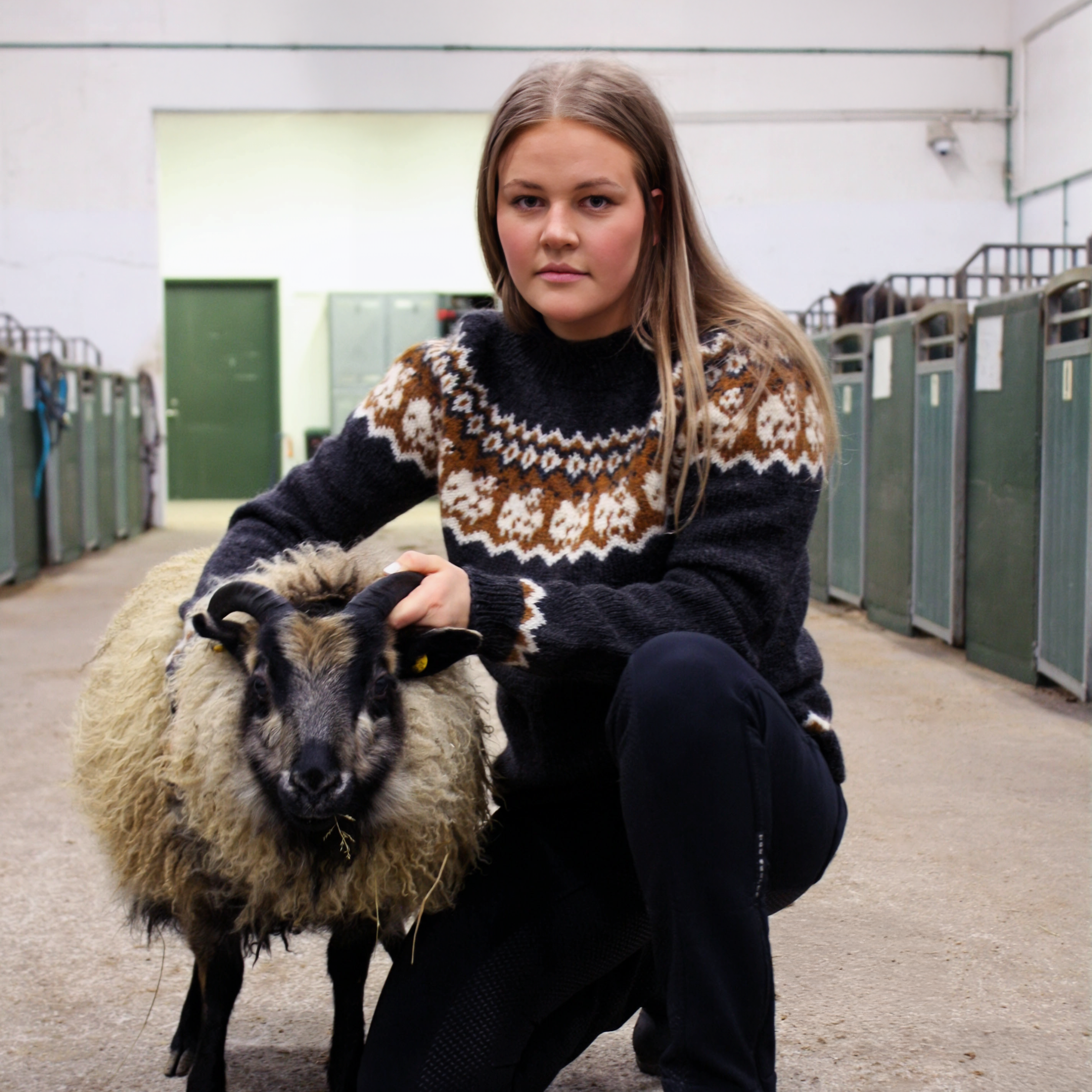 Blíða kindapeysa prjónauppskrift